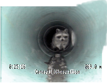 racoon-266dpi